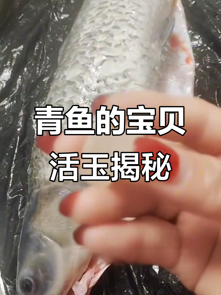 青鱼上颚的秘密:活玉如何制作与保养