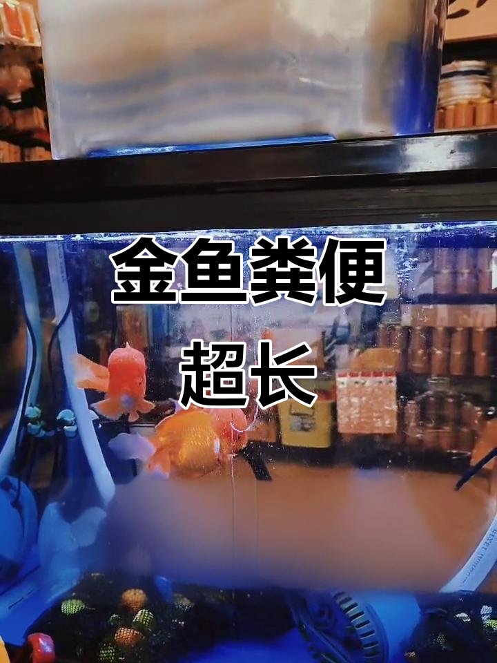 金鱼拉屎竟然这么长,30厘米都有了!