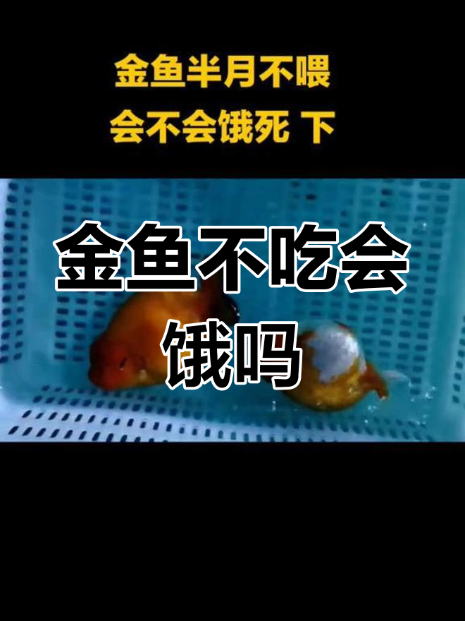 金鱼半月不喂食,会不会饿死?如何判断是否该开食
