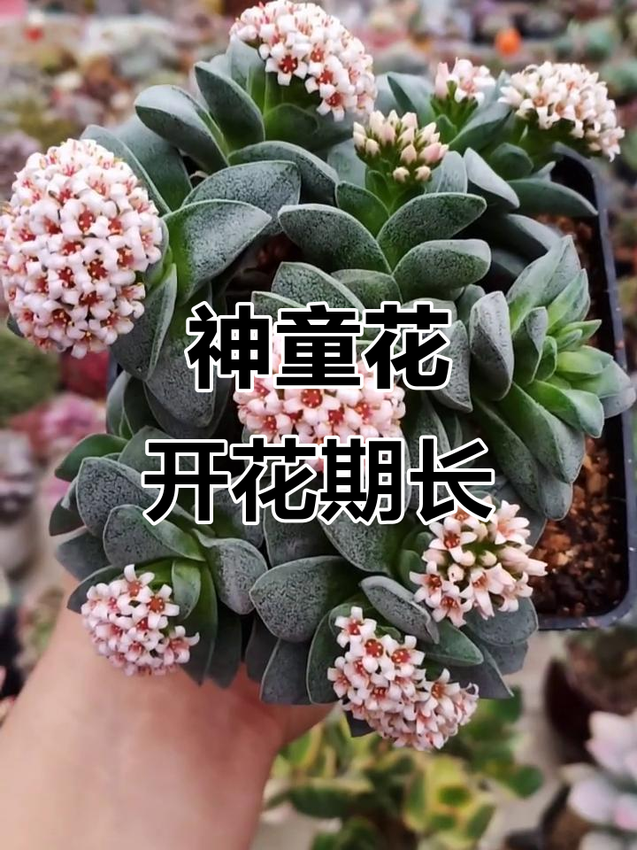 情人节快乐!神童多肉花开,美丽持久,令人陶醉