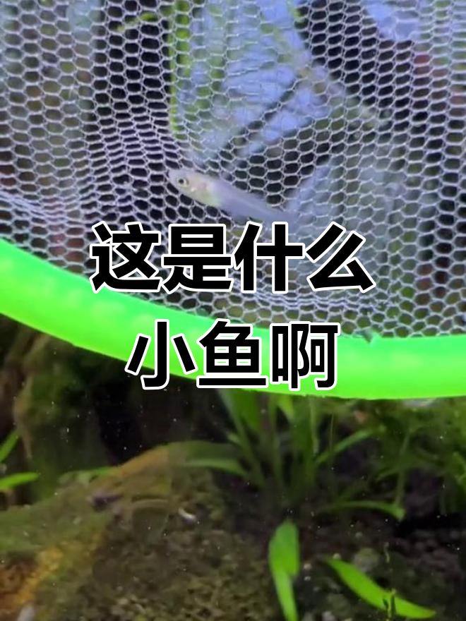 小池塘里的小鱼,到底是哪种?食文鱼还是孔雀苗?