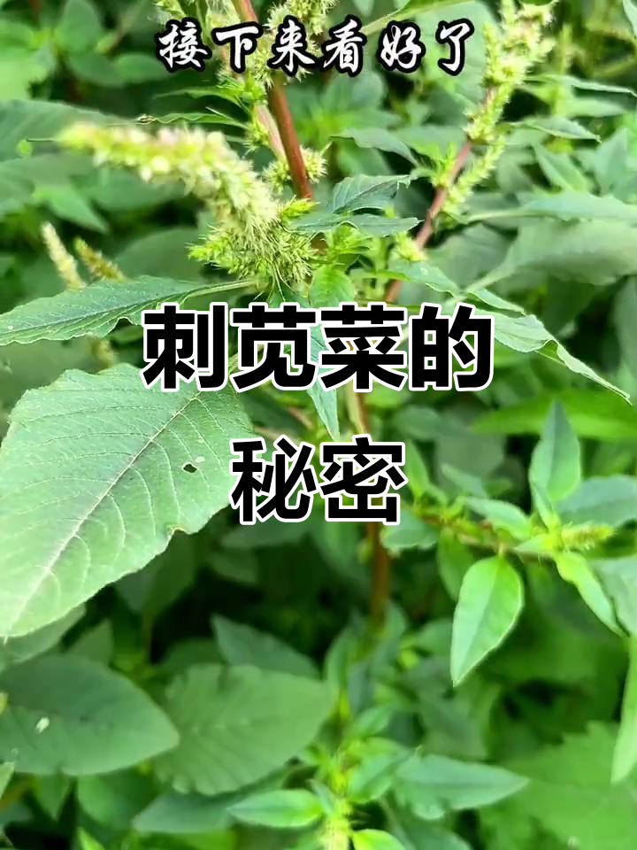刺苋菜根有奇效,常被忽视的宝藏!