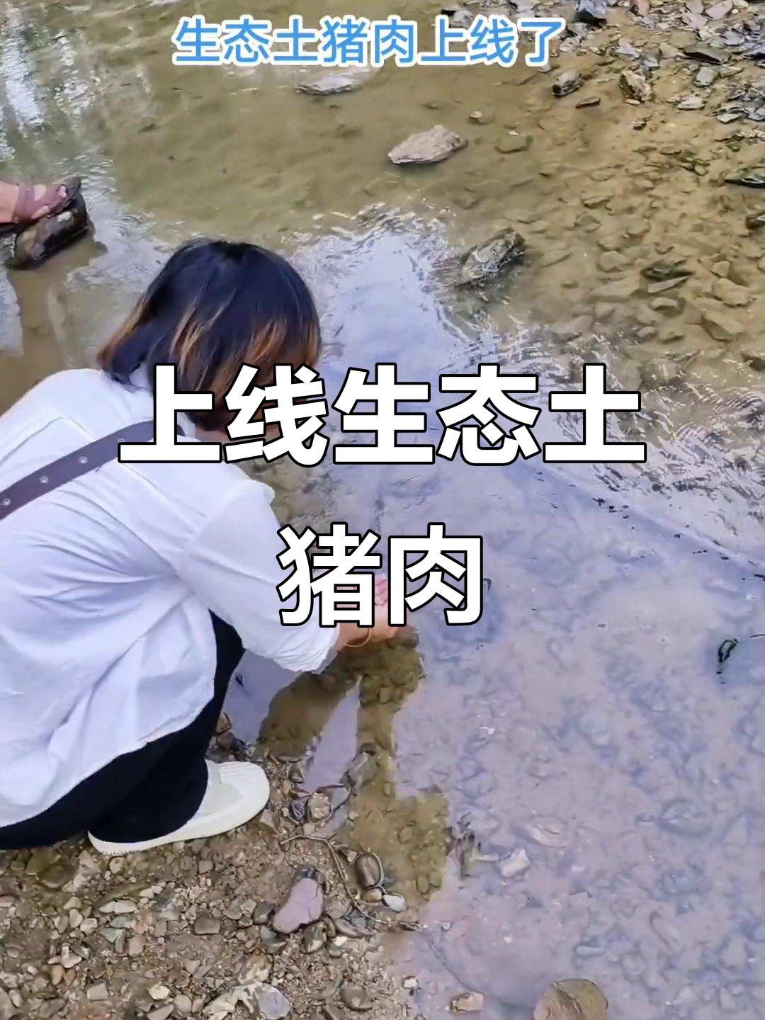 九月21日,生态土猪肉上线!轻松鱼猪带来美味新体验