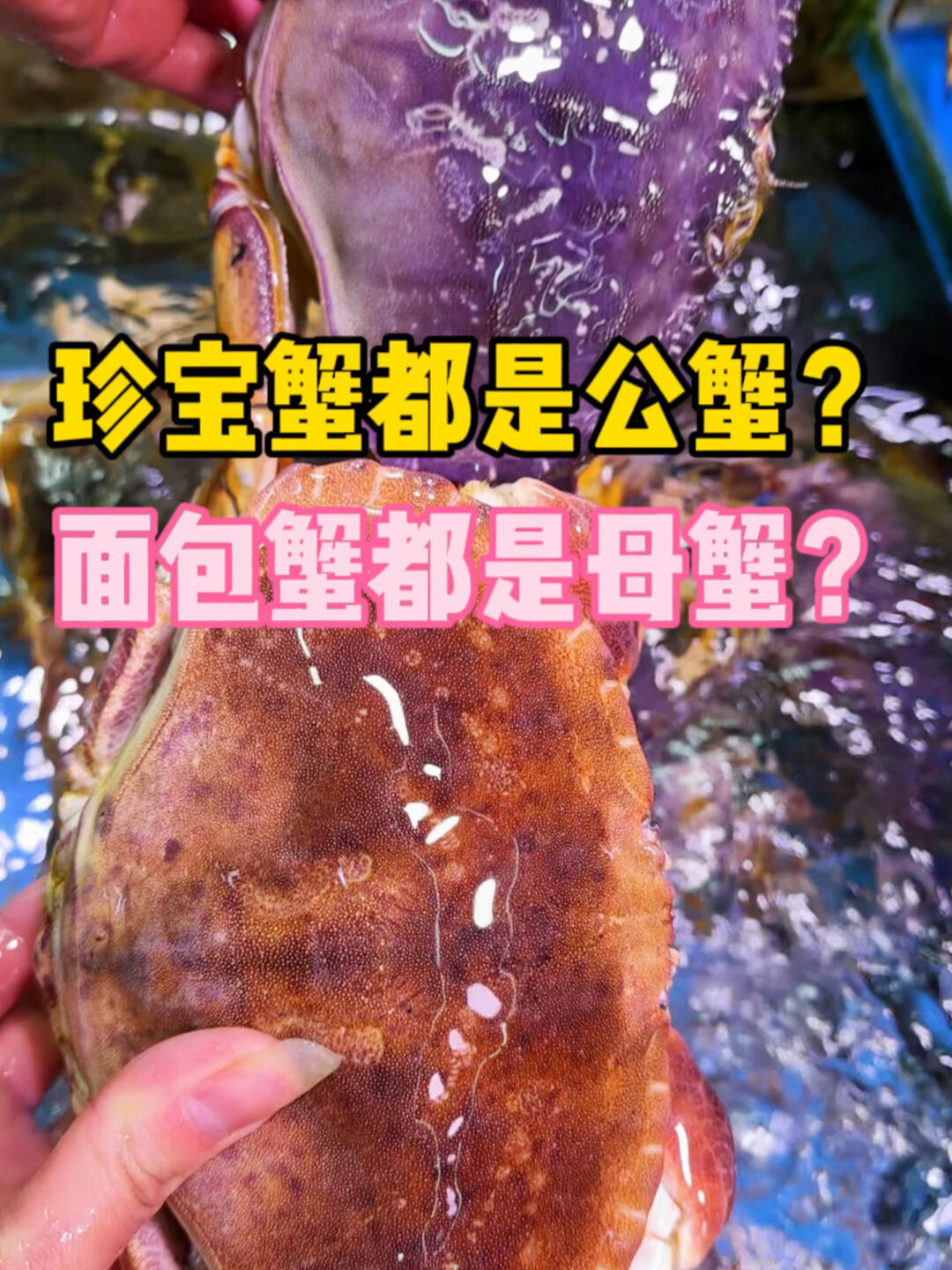 珍宝蟹和面包蟹怎么区分?