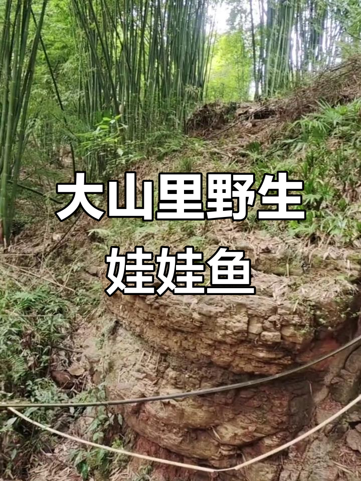 深山里的娃娃鱼,究竟有多少条?夜晚叫声让人好奇