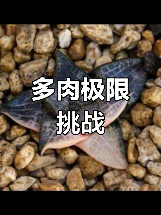 马克思寿,多肉界的极限挑战!