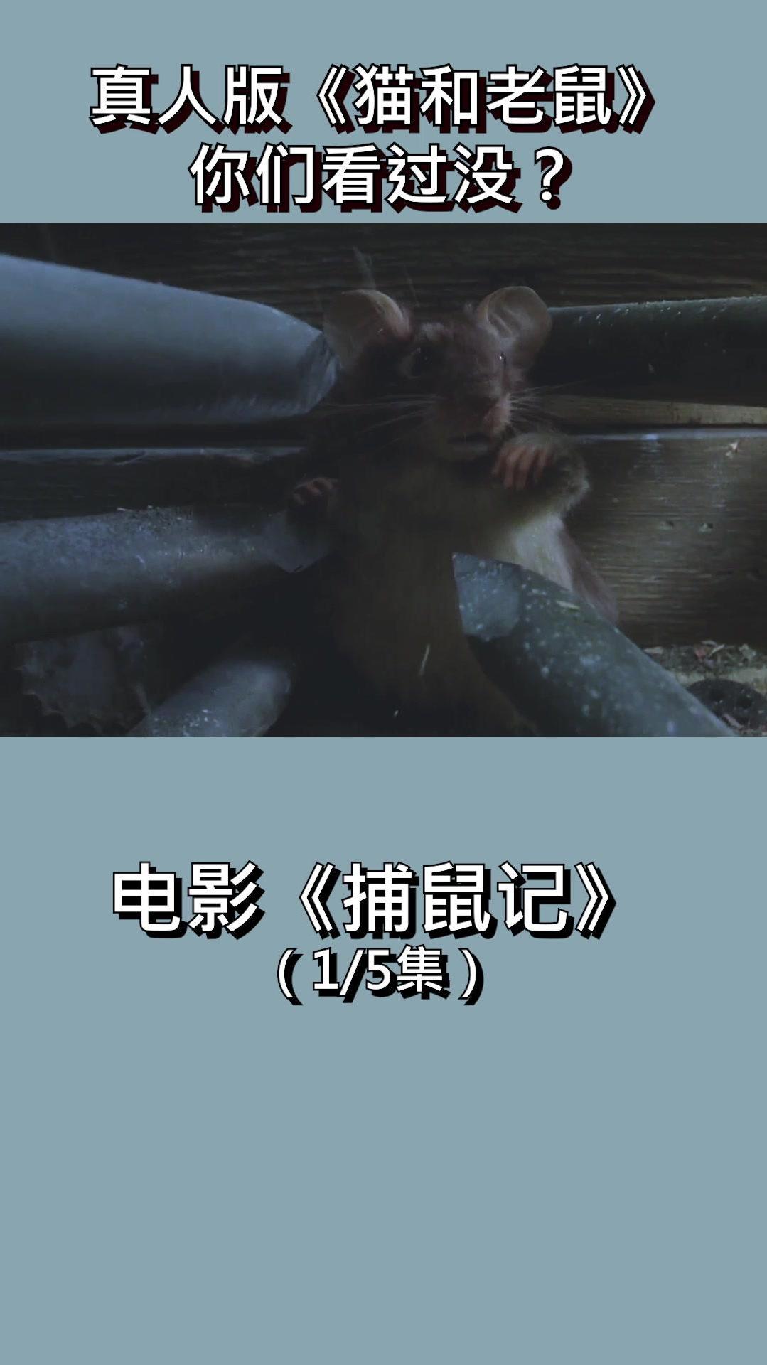坏笑!真人版 猫和老鼠