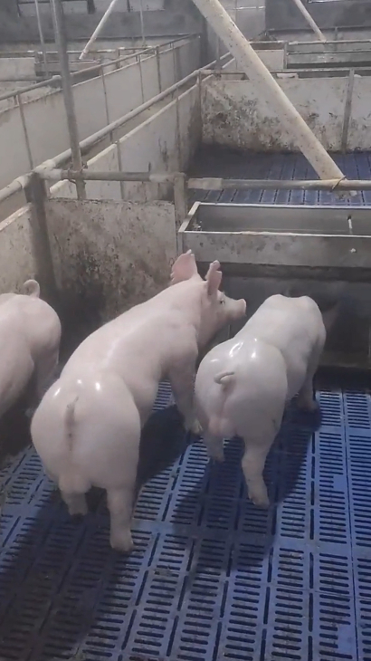 这种猪的猪肉你敢吃吗?像被开水烫过一样,全身没有一根毛