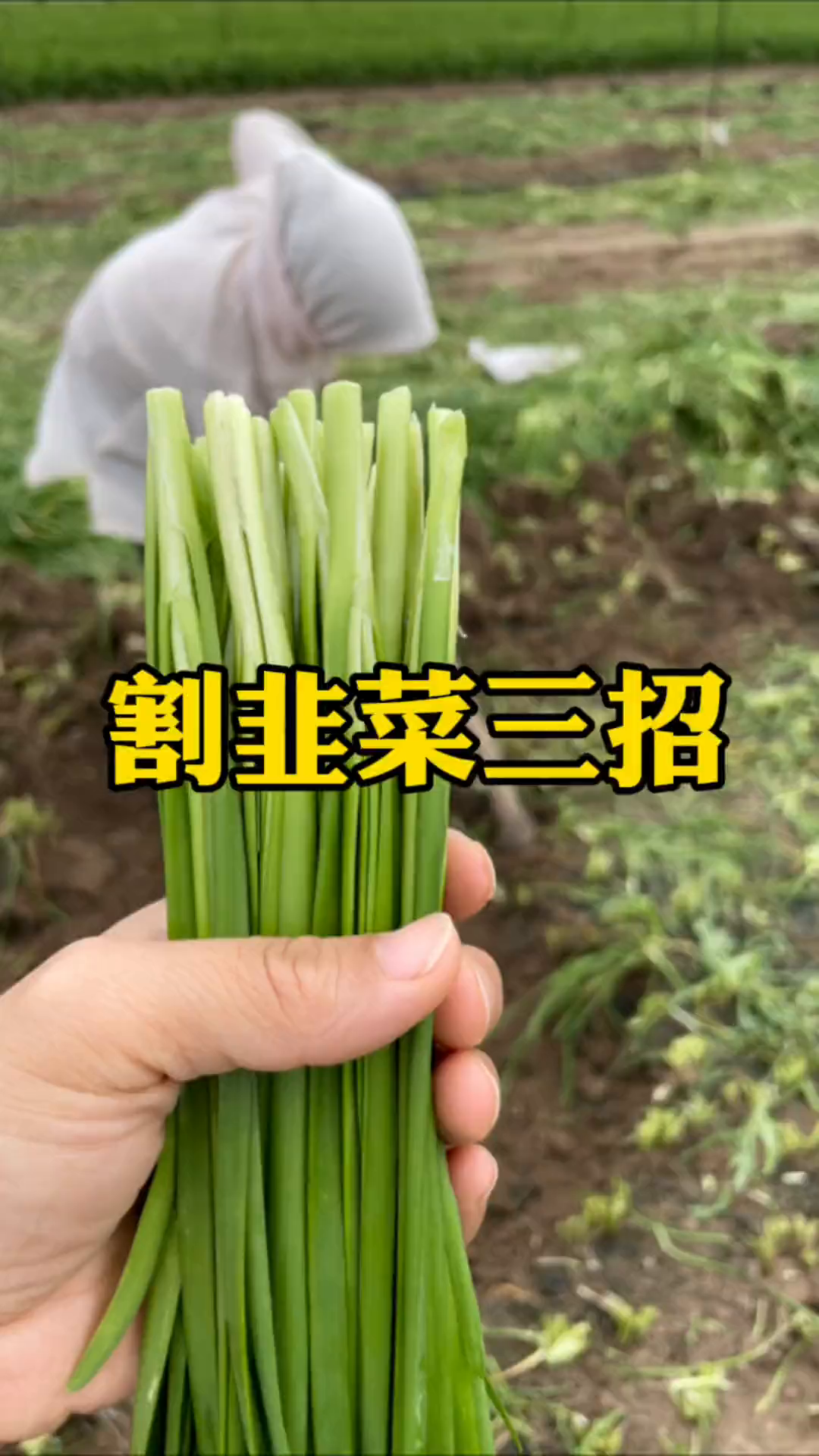 学会了这三招,让你的韭菜越割越粗壮