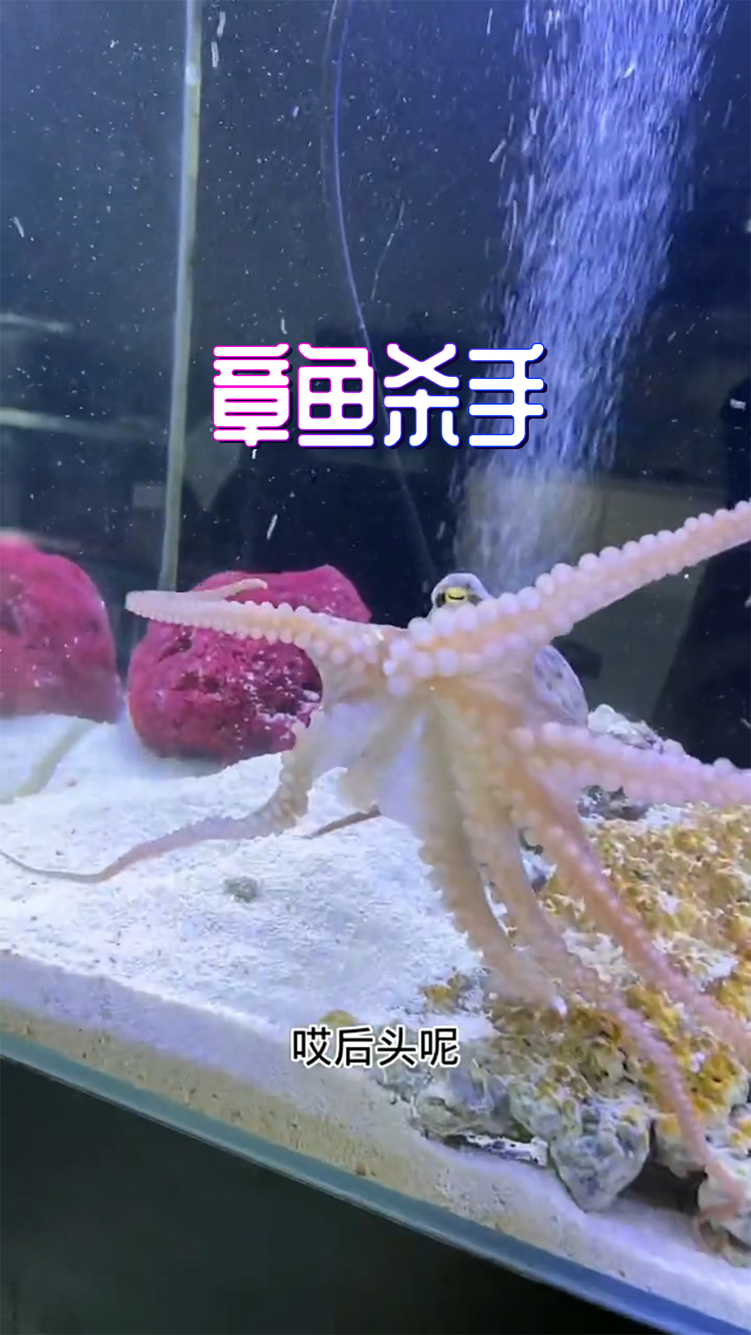 最近光顾着鼓捣鲨鱼,忽略了章鱼的存在