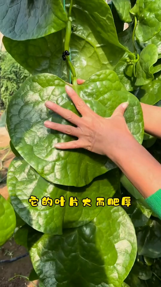 这个青菜可能很多人都没吃过,但它煲汤清炒确实是好吃来
