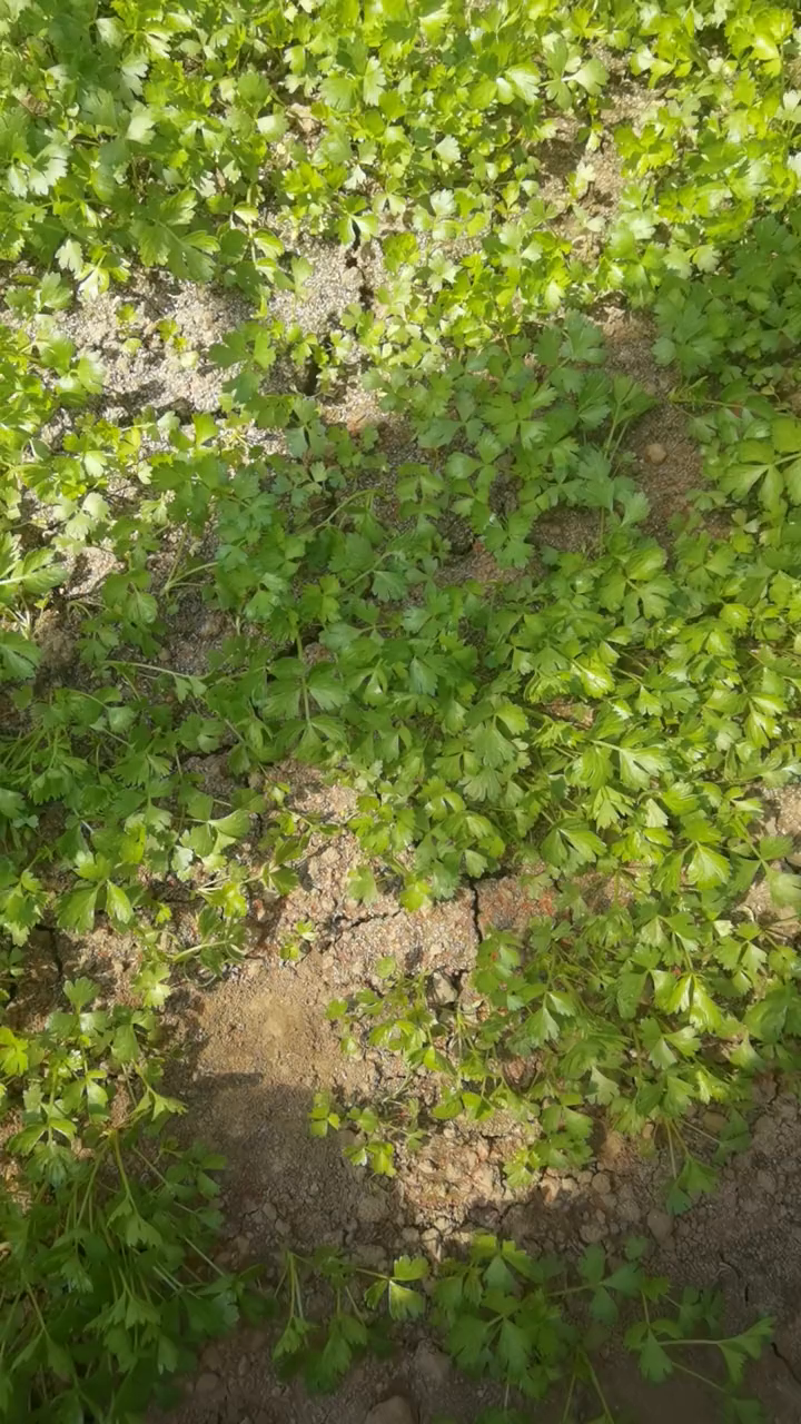 蔬菜的根腐红根黑根你是怎么防治的?