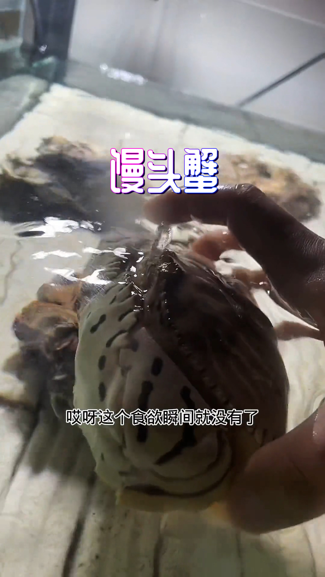 鲨鱼缸依旧完好,馒头蟹求生欲太强了