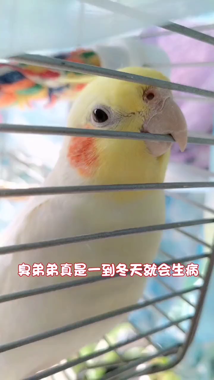 每年冬天臭弟弟都要生次病,还好发现的早