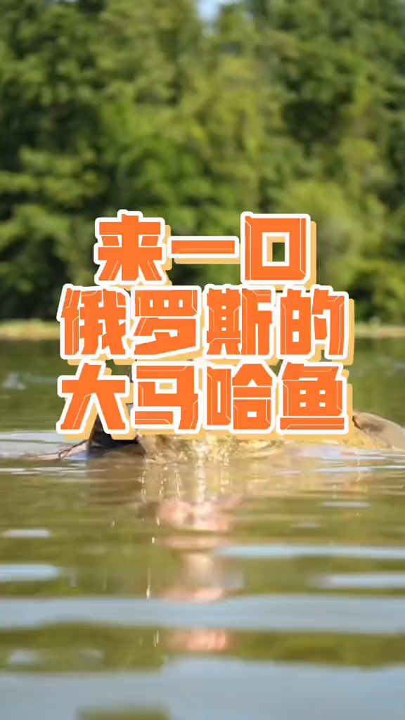 俄罗斯的灵魂下酒菜大马哈鱼俄罗斯俄罗斯特产妈呀太香了下