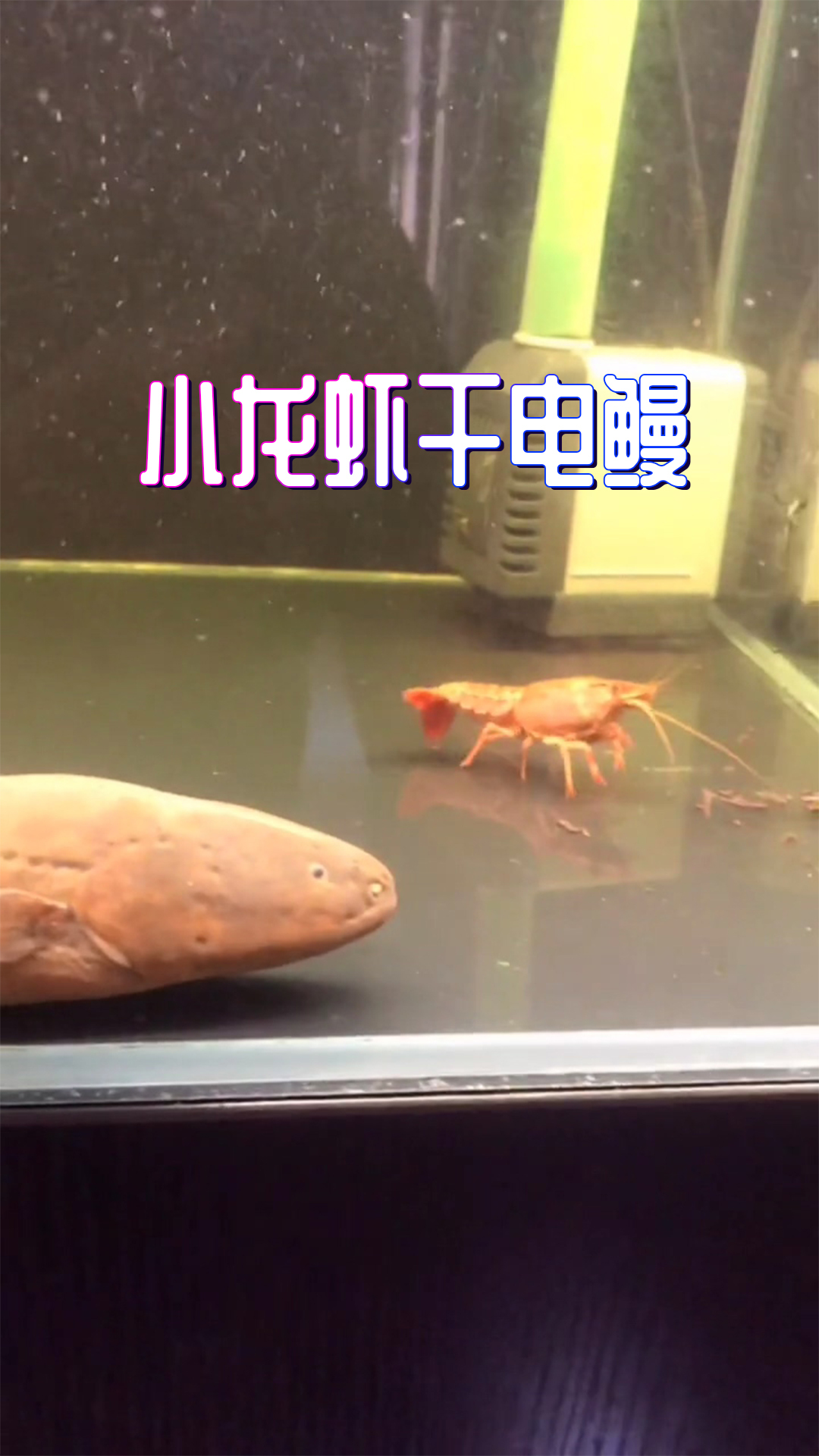 小龙虾永远的神,啥事都没有