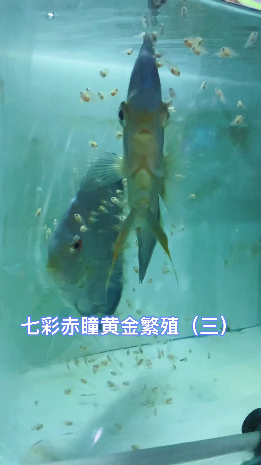 七彩神仙鱼白化赤瞳黄金使用天子蓝奶妈带小鱼繁殖方法(三)小鱼下身