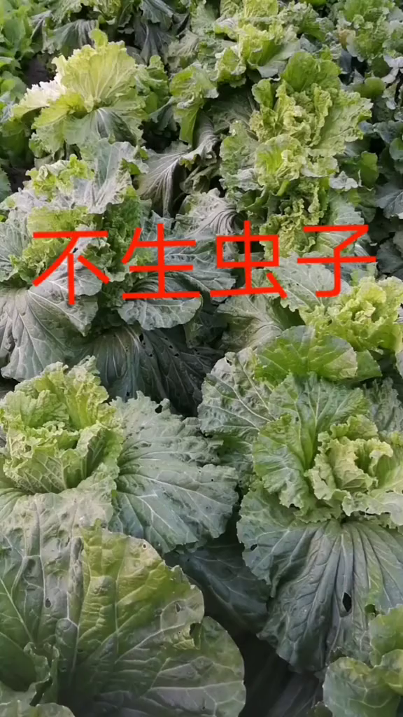 白菜不生虫子也不起腻的好方法