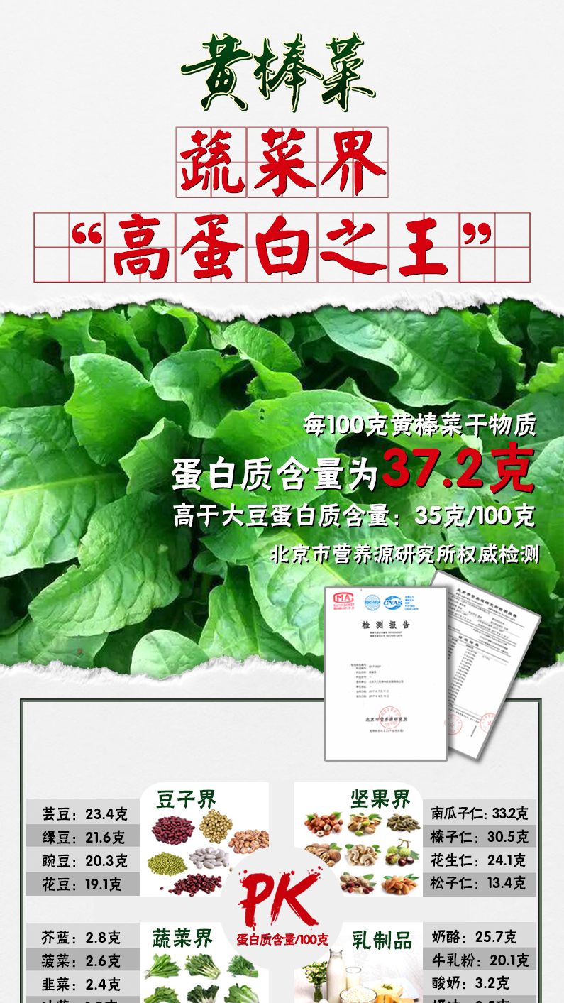 狗狗也爱吃的高蛋白特菜品种——黄棒菜!