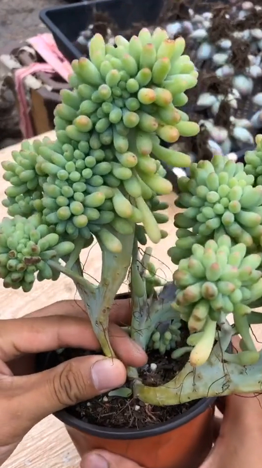 缀化多肉怎么繁殖,看完这个视频还不会,我请你吃大餐