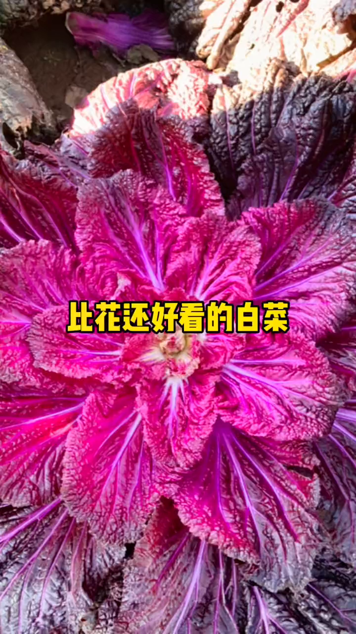 上个视频很多家人们怀疑紫白菜是转鸡因