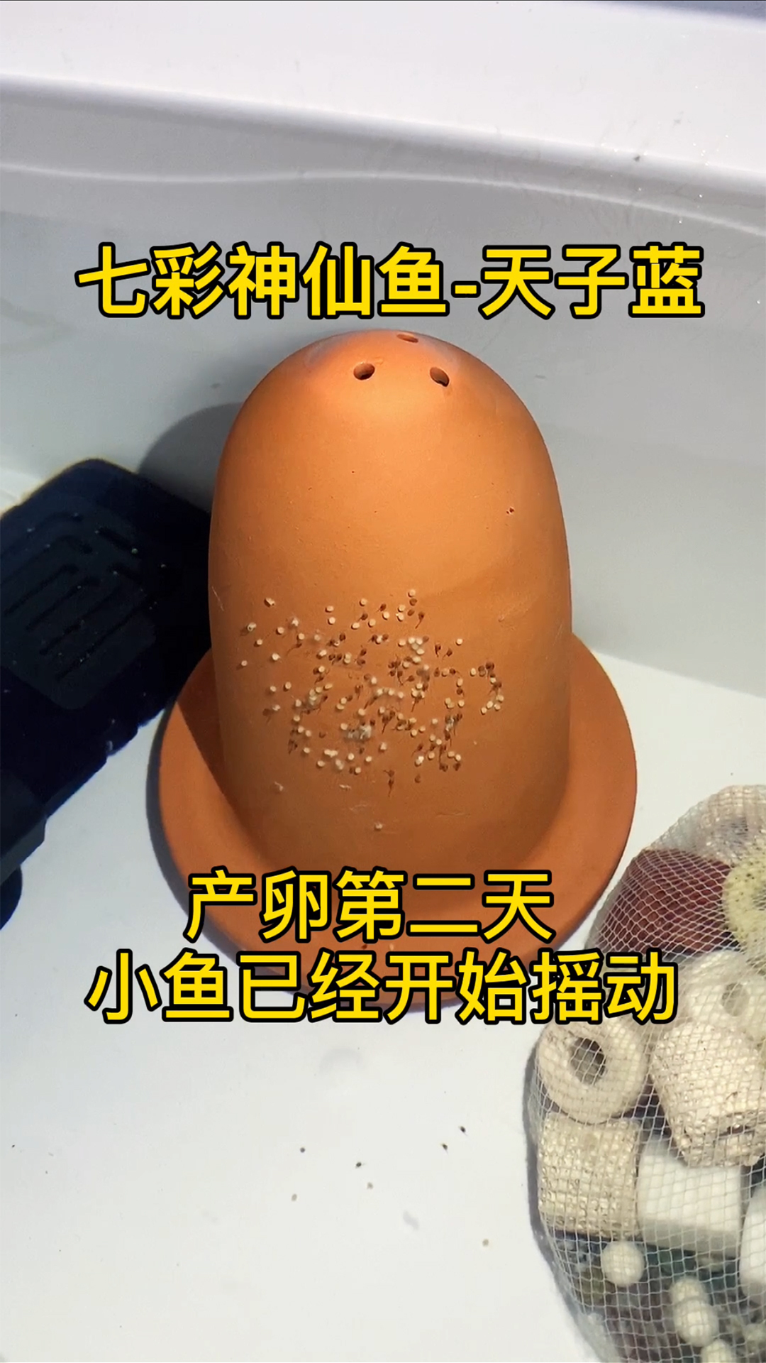 七彩神仙鱼繁殖篇-天子蓝-产卵第二天小鱼已经开始摇摆