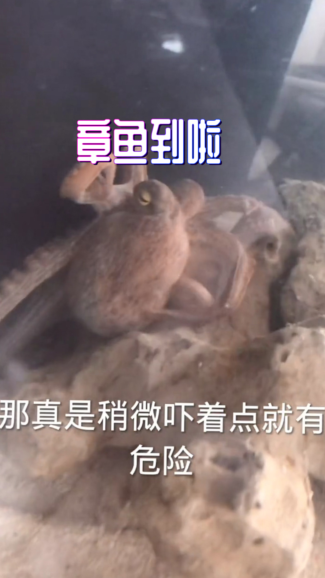 新章鱼来了,状态挺好,基本就在缸里住下了