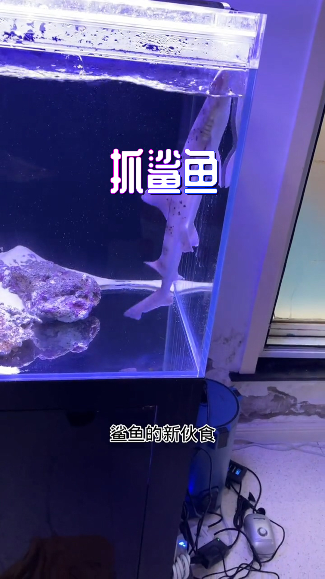 目前为止鲨鱼状态不错,没摔坏,鱼也吃了