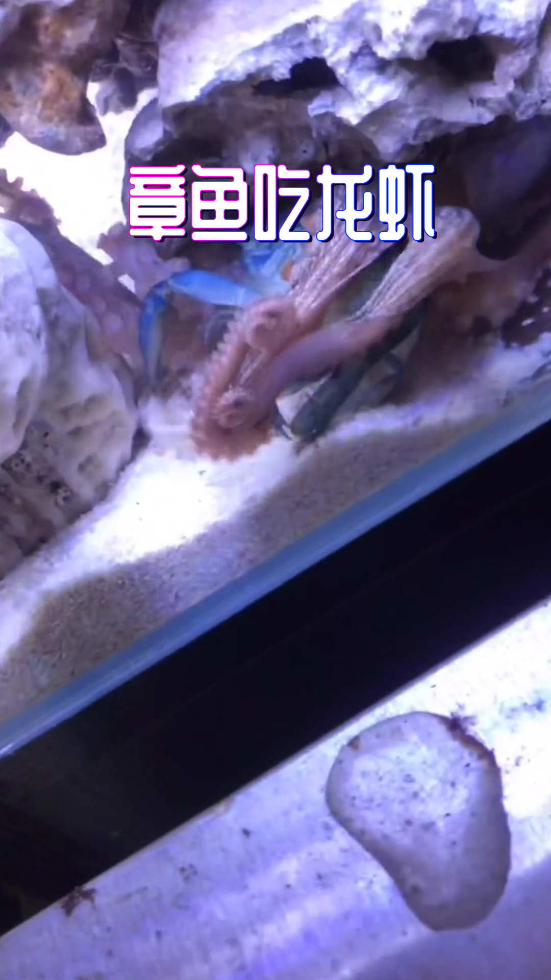 稳了稳了,章鱼在我的缸里也算适应了