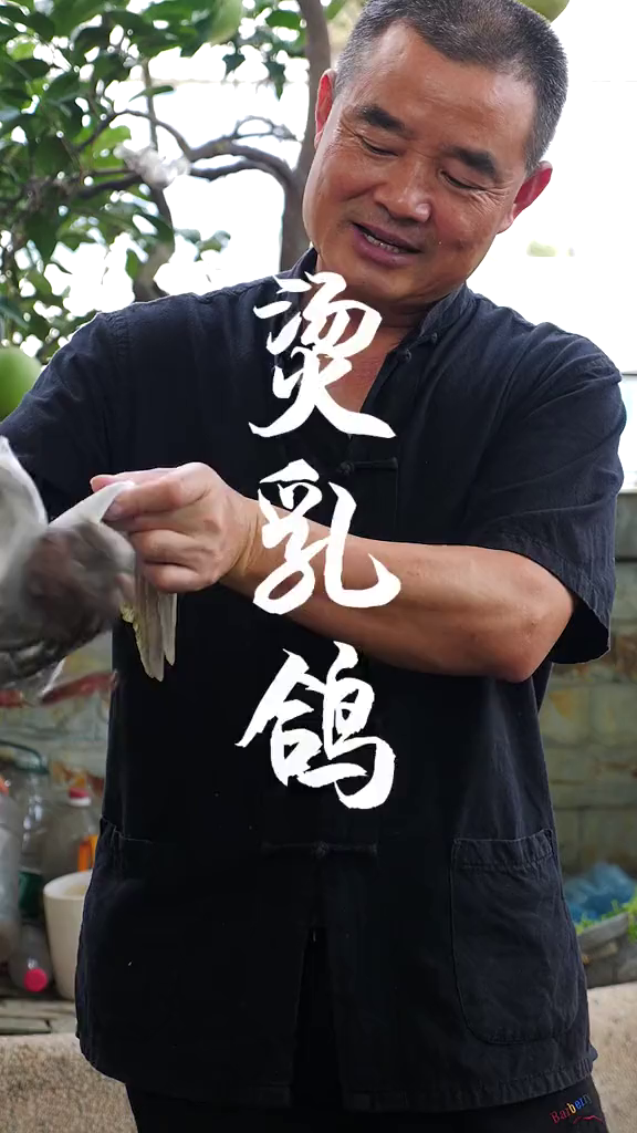 火锅炖乳鸽头一回