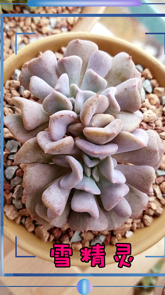 雪精灵多肉 粉粉嘟嘟 好养喜光人手必备