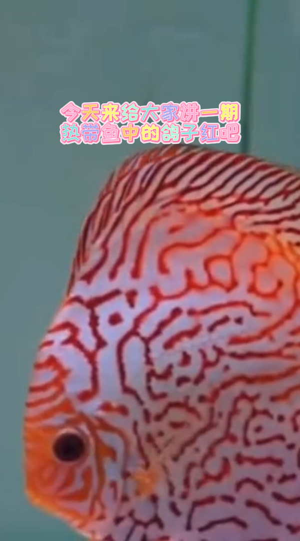 今天来给大家讲一期热带鱼中的鸽子红吧