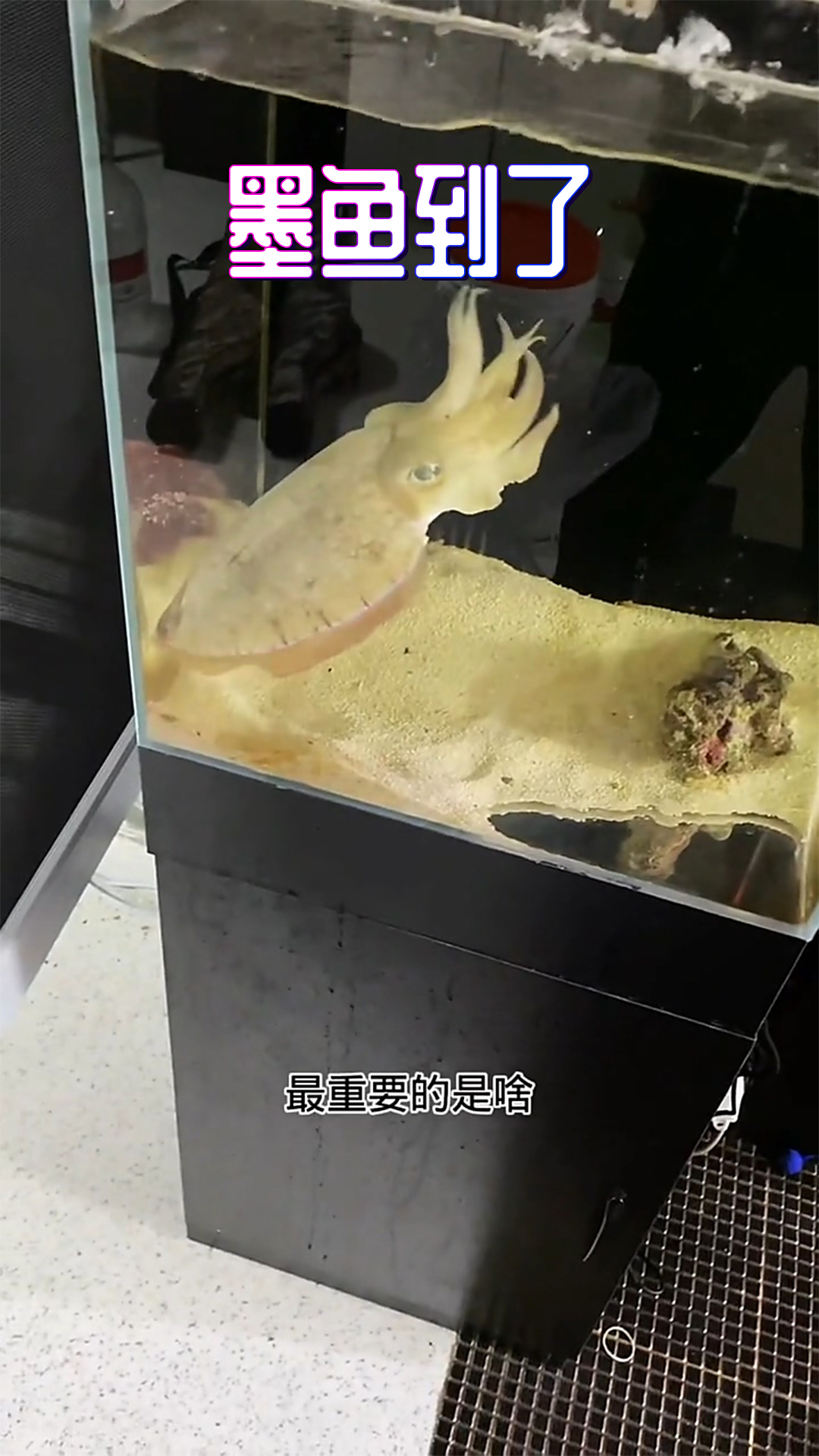 激动的心,颤抖的手,新墨鱼到了