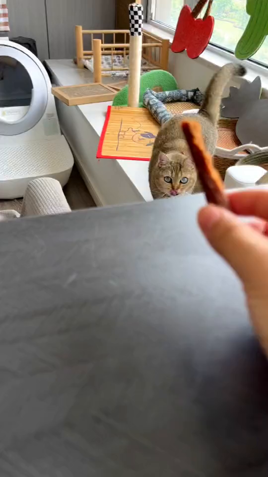 家里猫咪想要长肉的赶紧试试这个肉条