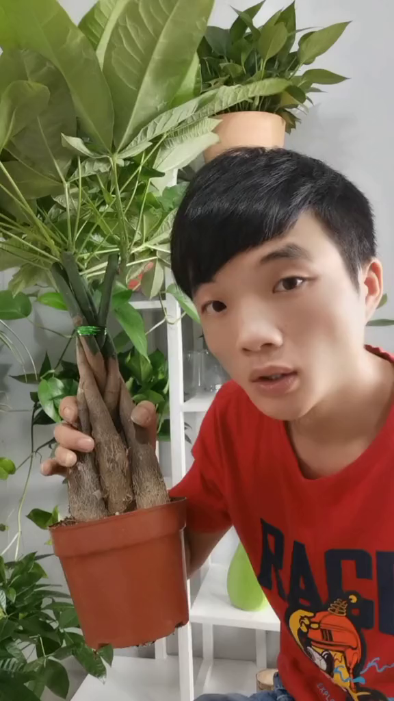 发财树收到货这样花盆不会烂
