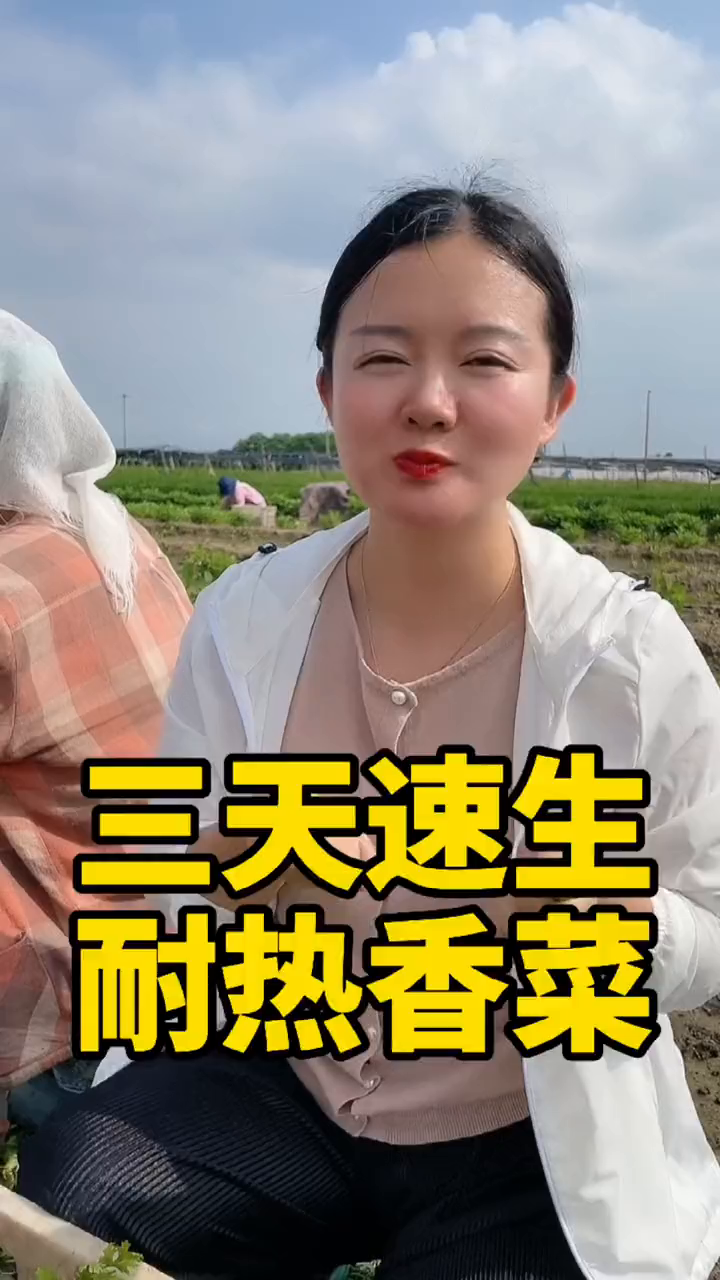 每年最好吃的香菜就是7、8月份种植