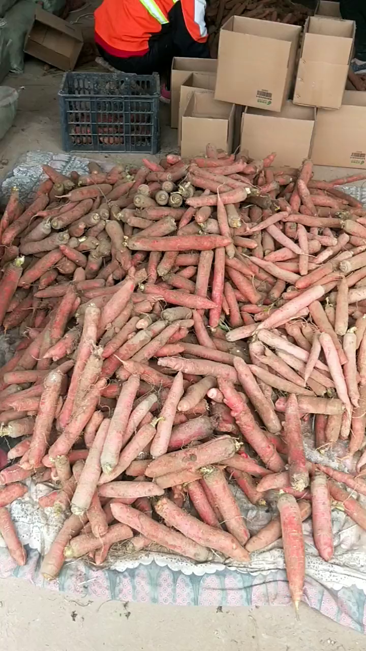 红萝卜你喜欢吃吗?