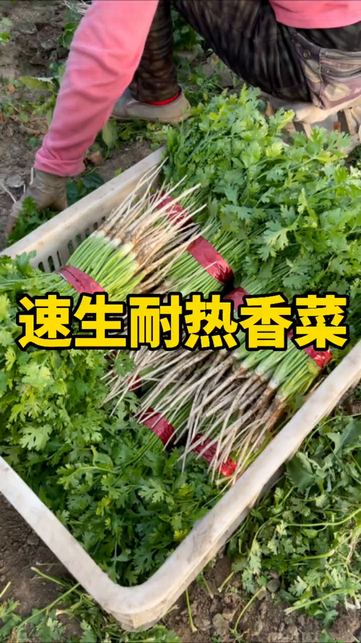 夏季高温想要种好香菜一定选择耐热品种