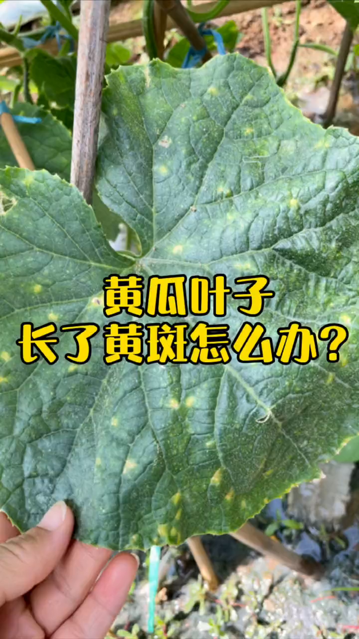 蔬菜叶子发黄长黄斑是细菌性叶斑病