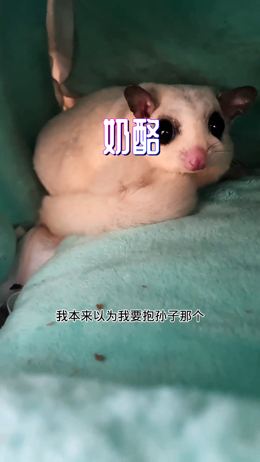 今天给你们看下,奶酪牙鱼和柠檬鲨