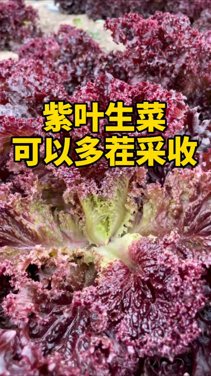从来不爱着虫的菜,它就是紫叶生菜!