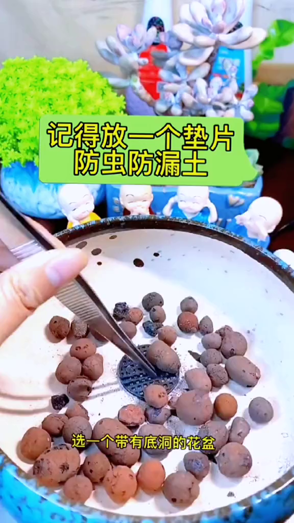 多肉拼盘造景微景观爱多肉养多肉你学会了吗