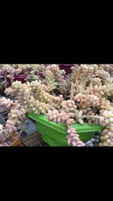 多肉植物玉缀叶插,撒豆成兵,发芽率超高