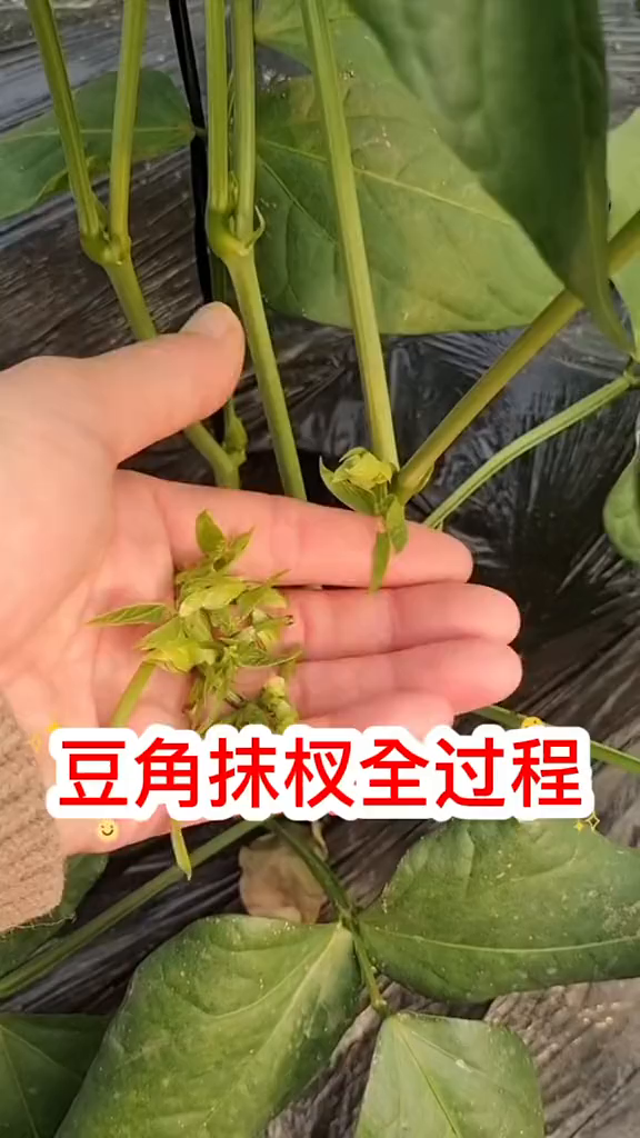 豆角豆角种植豆角种植技术寿光蔬菜助农蔬菜种植农业技