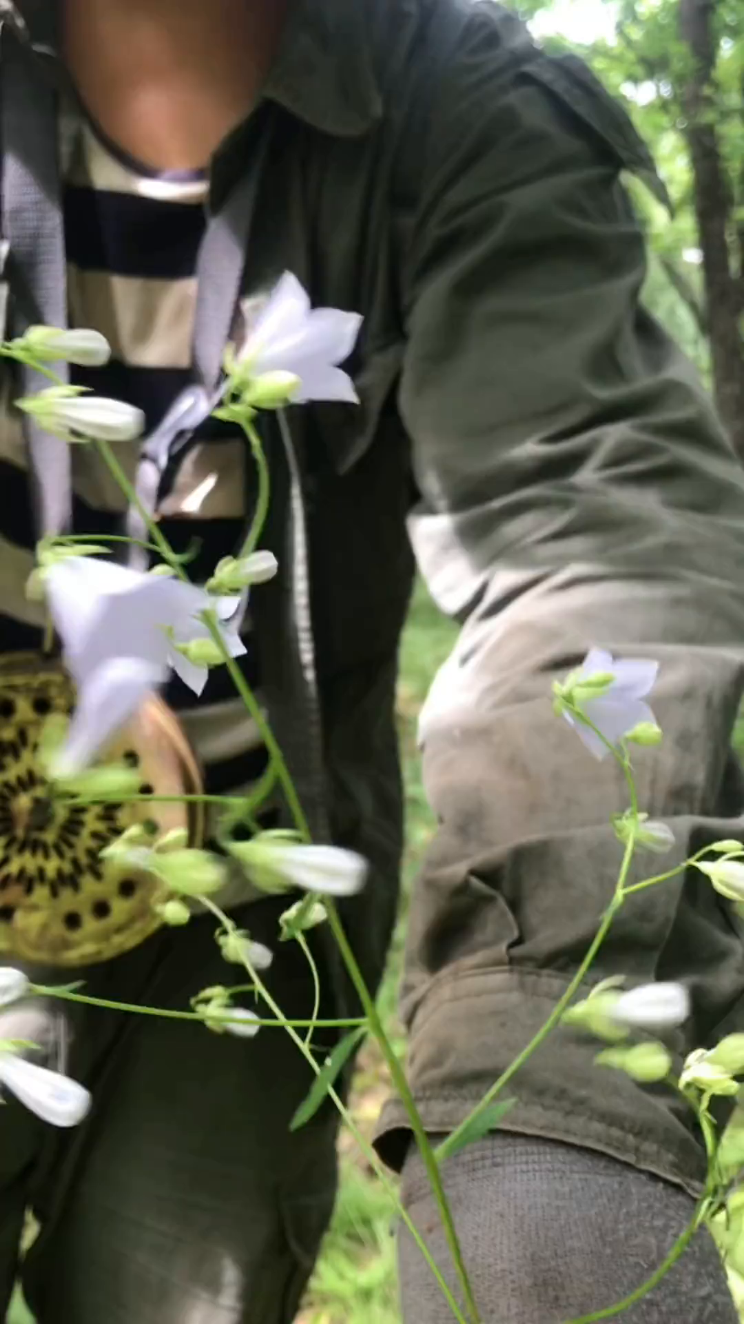 四叶菜,大山里美味的山野菜,它的根就是沙参