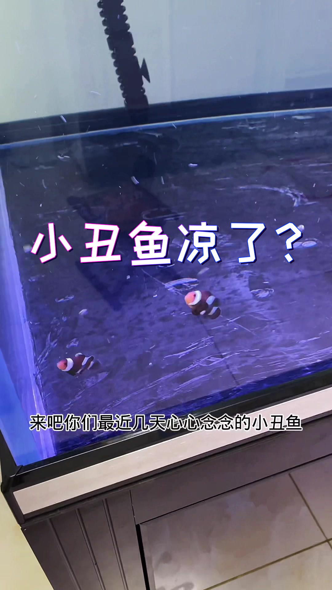 小丑鱼没死!哈哈!明天可以放鲨鱼了