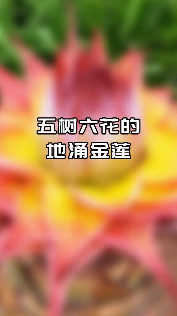 花朵像金灿灿的莲花,花期两百多天左右,不用怎么浇水都能养好