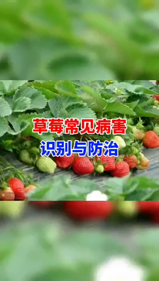 常见病害的防治与防治