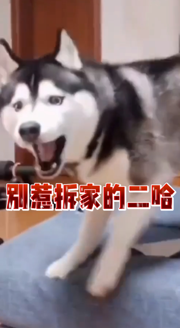 敢不给二哈吃肉二哈能把家给你拆了