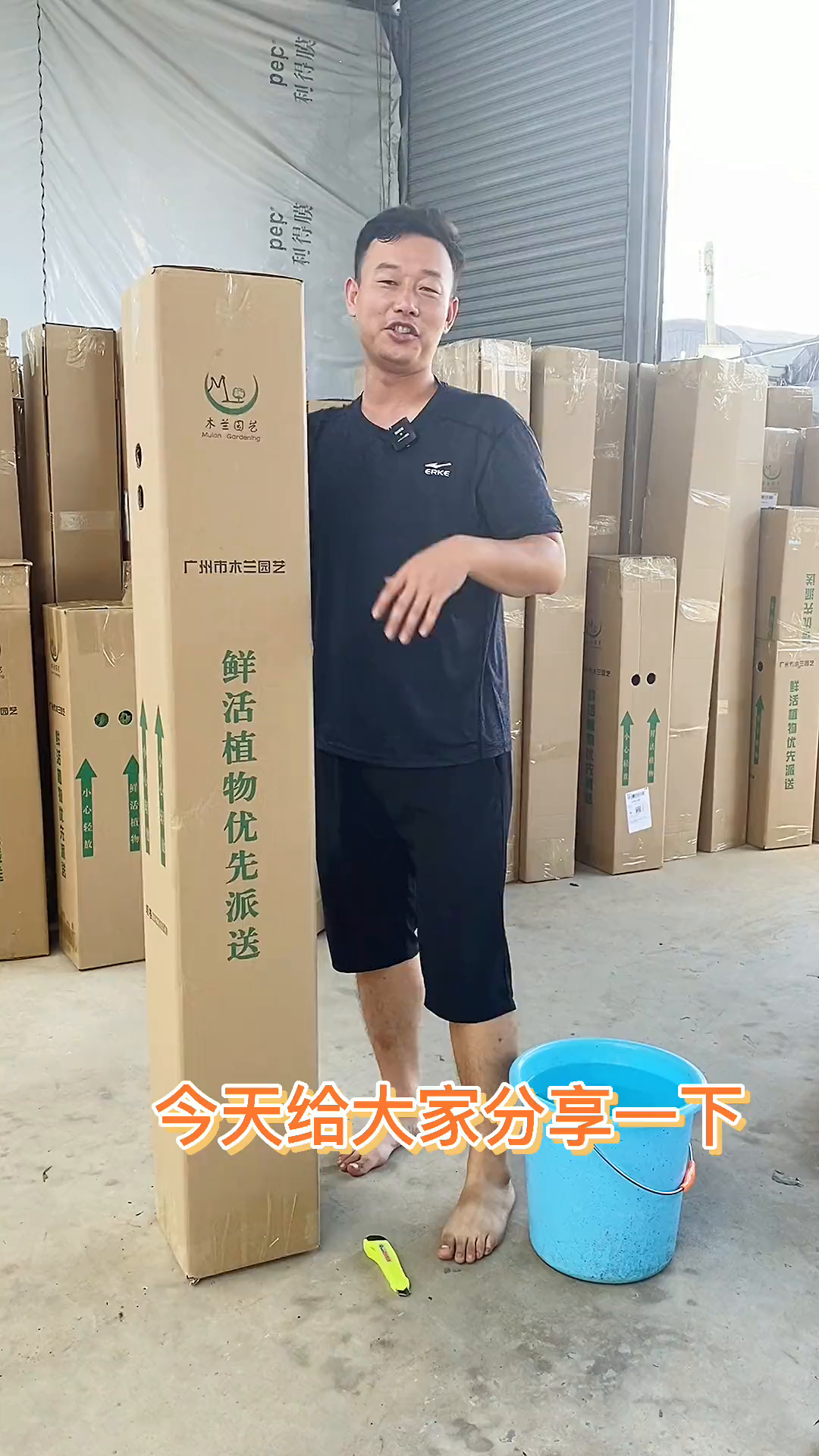 散尾葵开箱养护视频(一)